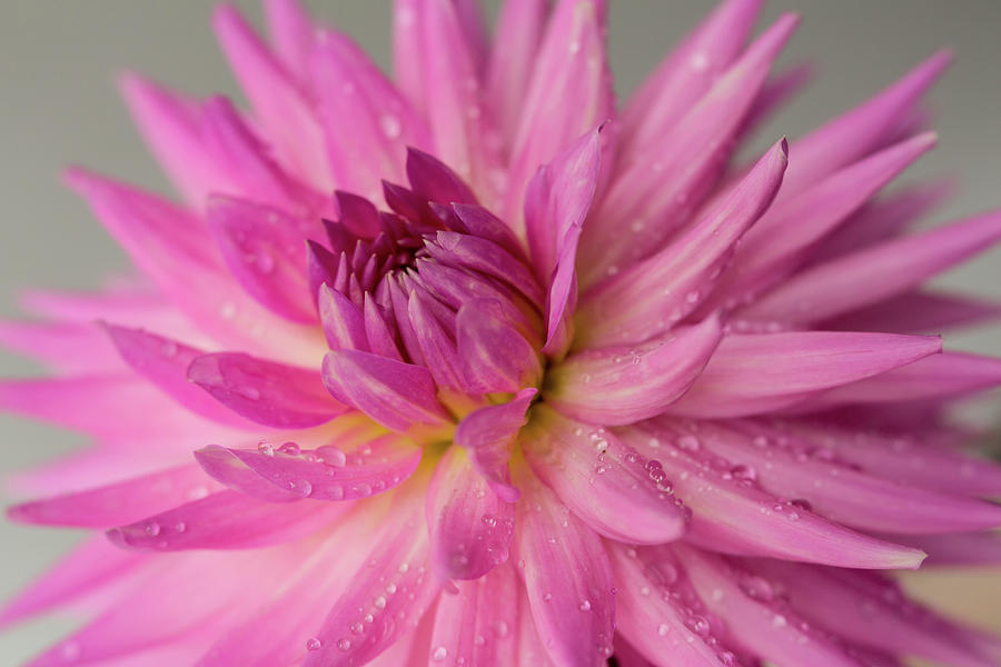Dahlia After The Rain Photograph by Mary Jo Allen