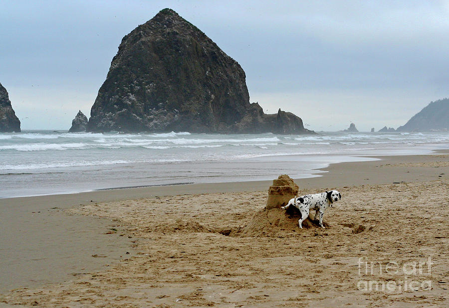 Dalmatian Peeing on Sandcastle Photograph by Bruce Block