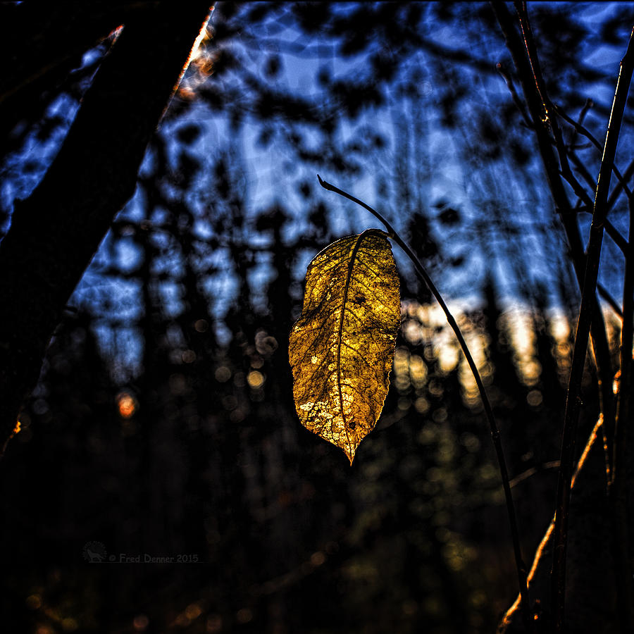 Dan Creek Gold Photograph by Fred Denner