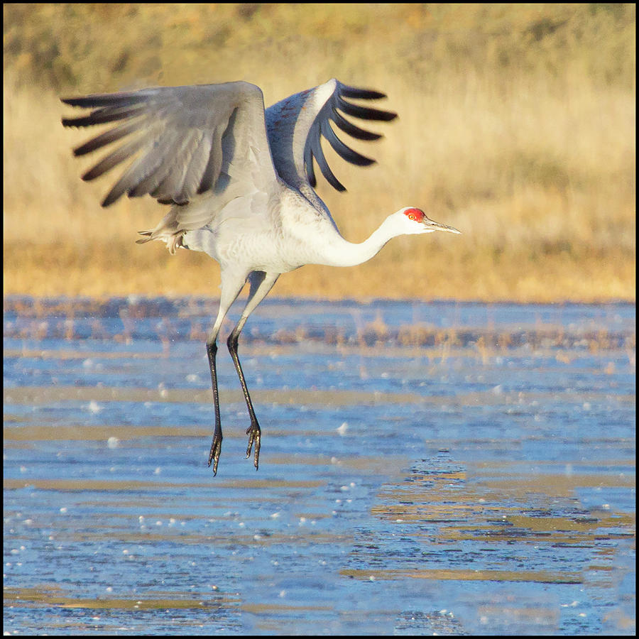 Dancing Crane Photograph by Marla Craven