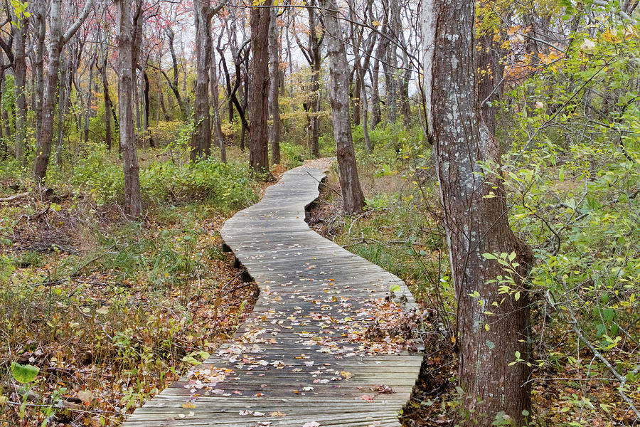 Daniel Webster Autumn XII Photograph by Steven David Roberts