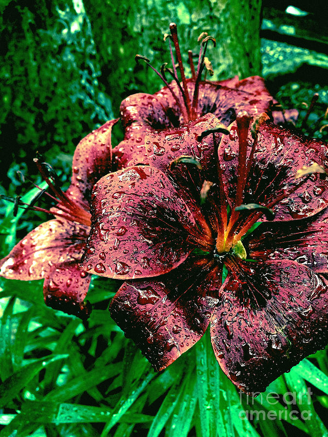 Dark Lily Photograph by Onedayoneimage Photography