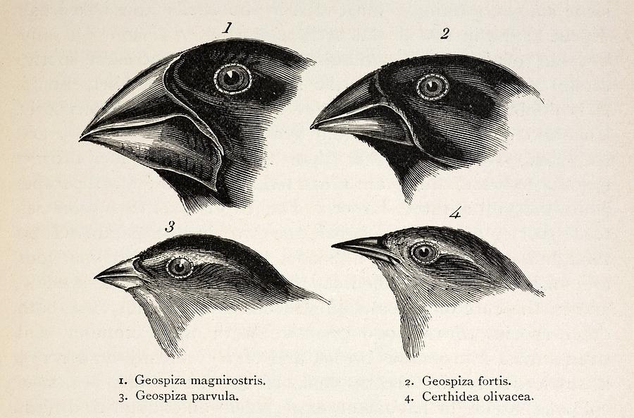 darwin finchs c lip art 50+ Finch Stock Illustrations, Royalty-Free Vector Graphics & Clip Darwin's Galapagos Finches by Paul
