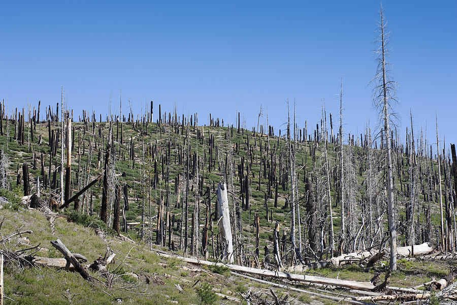 Dead Wood Photograph by Kelley King