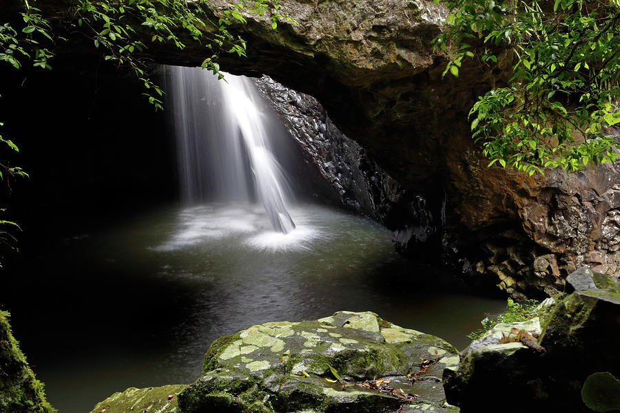 Deep Forest Photograph by Nicholas Blackwell
