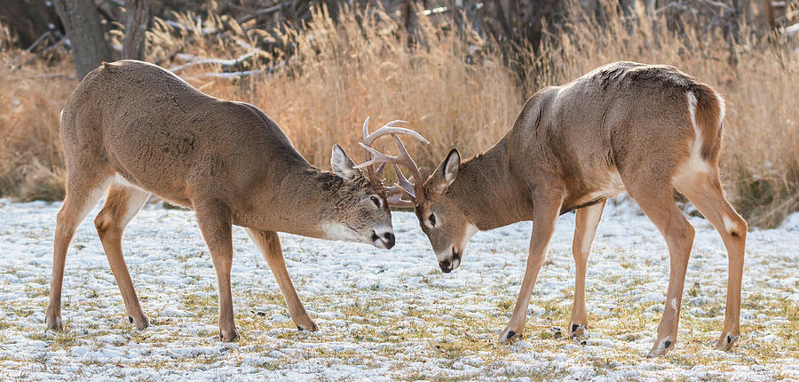 Deer Fight Photograph by Linda Ryma