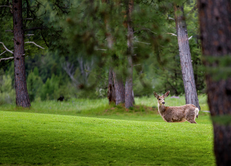 Deer on Alert Photograph by Darcy Michaelchuk