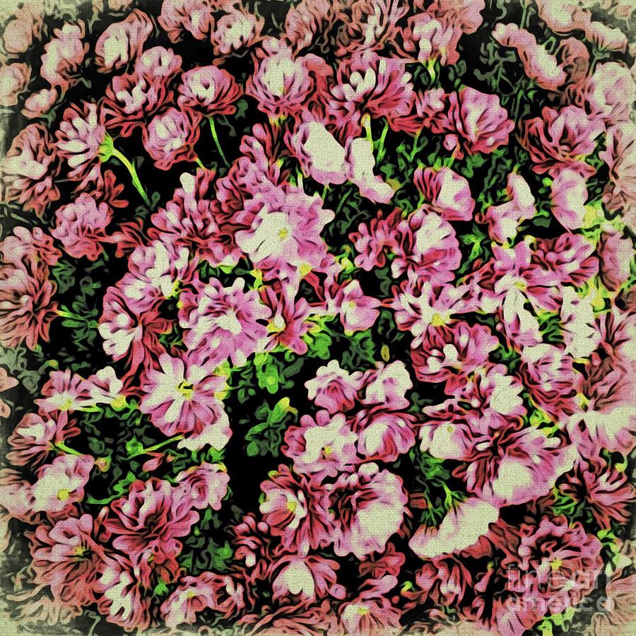 Delightful Mums Photograph by Onedayoneimage Photography