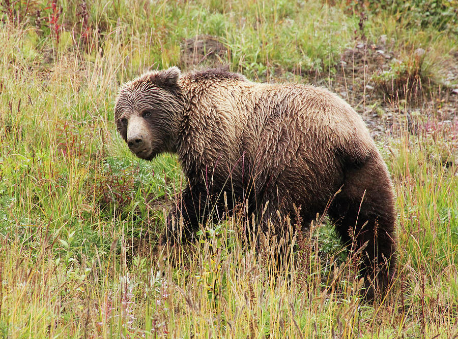 Denali Grizzly Photograph by Marla Craven