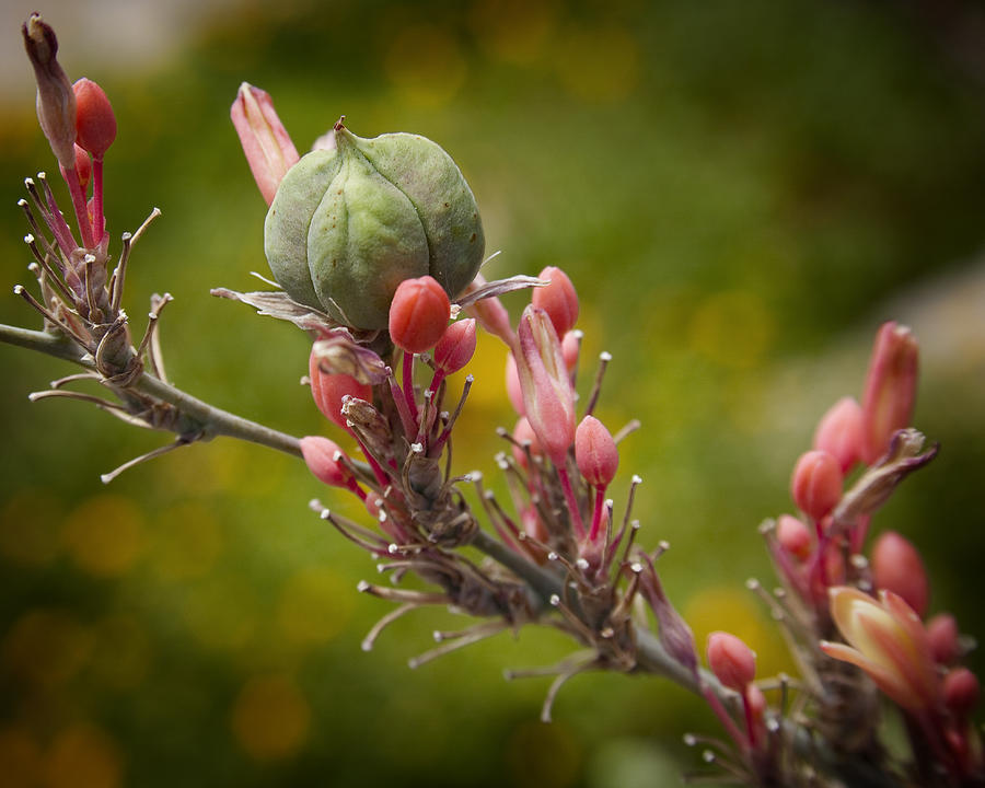 Vibrant Desert Plant Close-up Photograph - Desert Seed Pod 2 by Kelley King