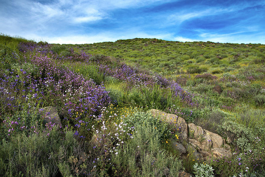 Diamond Lake Flowers Photograph by Matt Halvorson