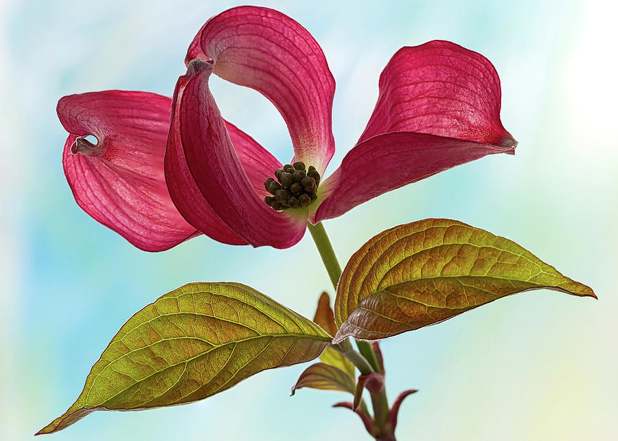 Dogwood Ballet 4 Photograph by Shirley Mitchell