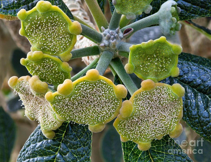 Dorstenia Gigas Plant by Inga Spence