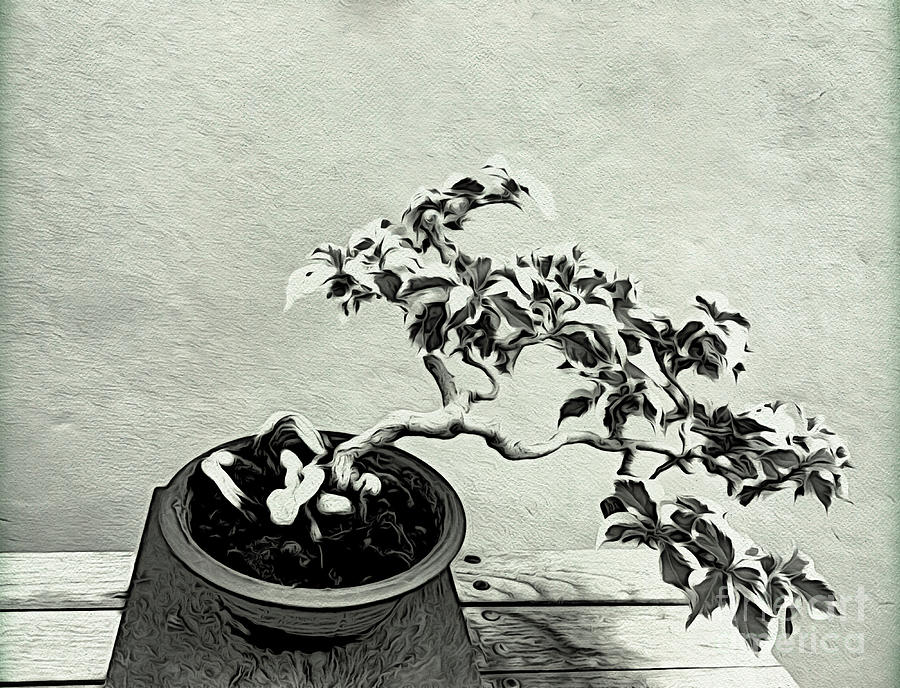 Bonsai Lovers Gift - Dramatic Bonsai Photograph by Onedayoneimage Photography