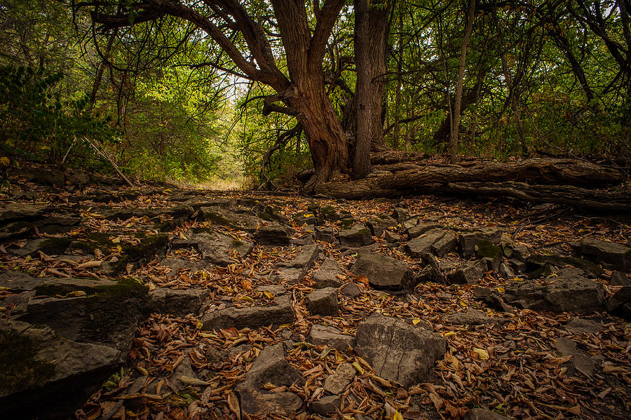 Dry Wash and Osage Orange Photograph by Jeff Phillippi