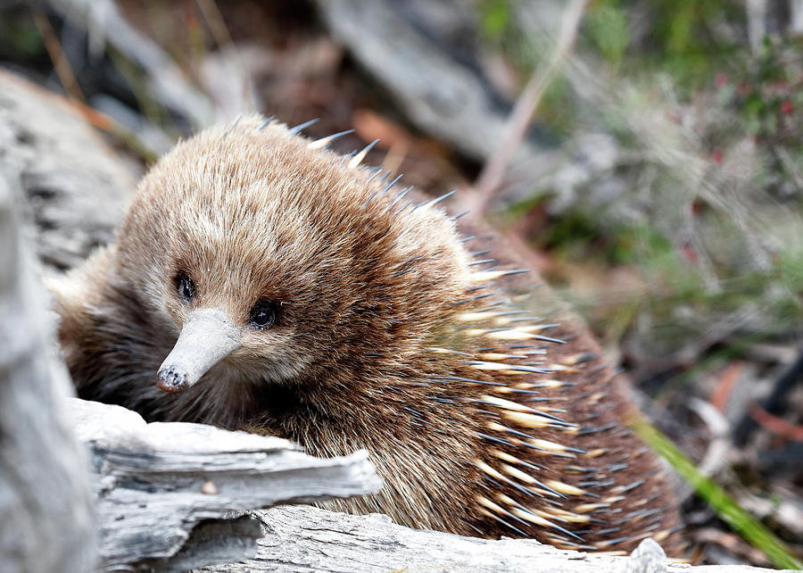 Echidna Photograph by Nicholas Blackwell