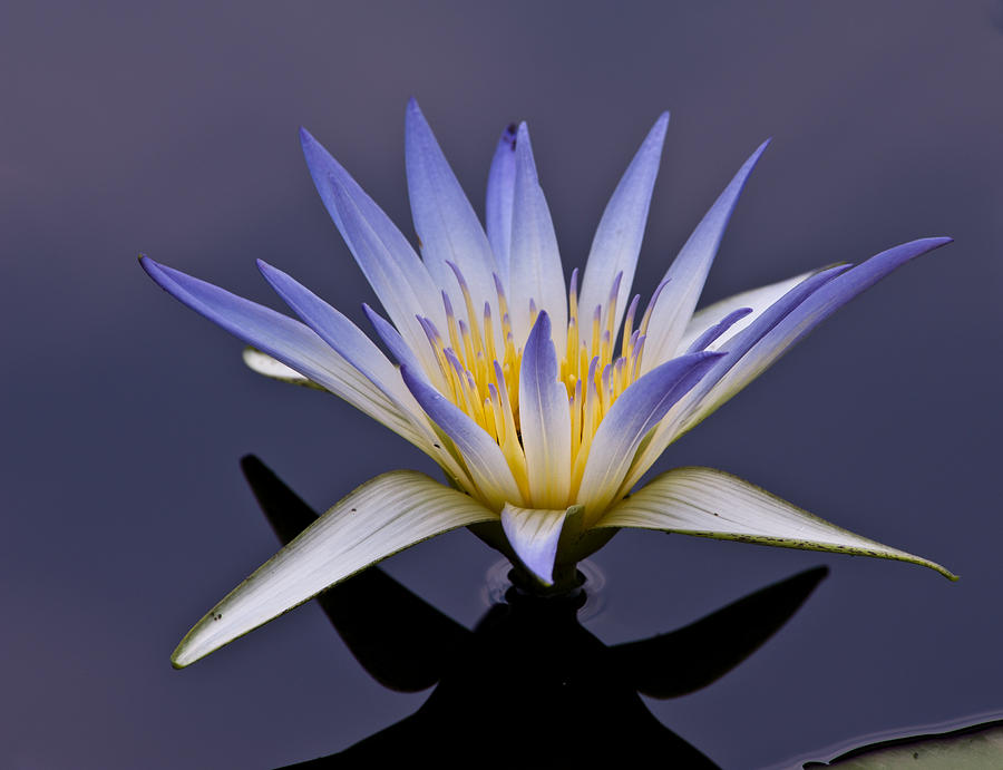 Egyptian Lotus Photograph by Louis Dallara