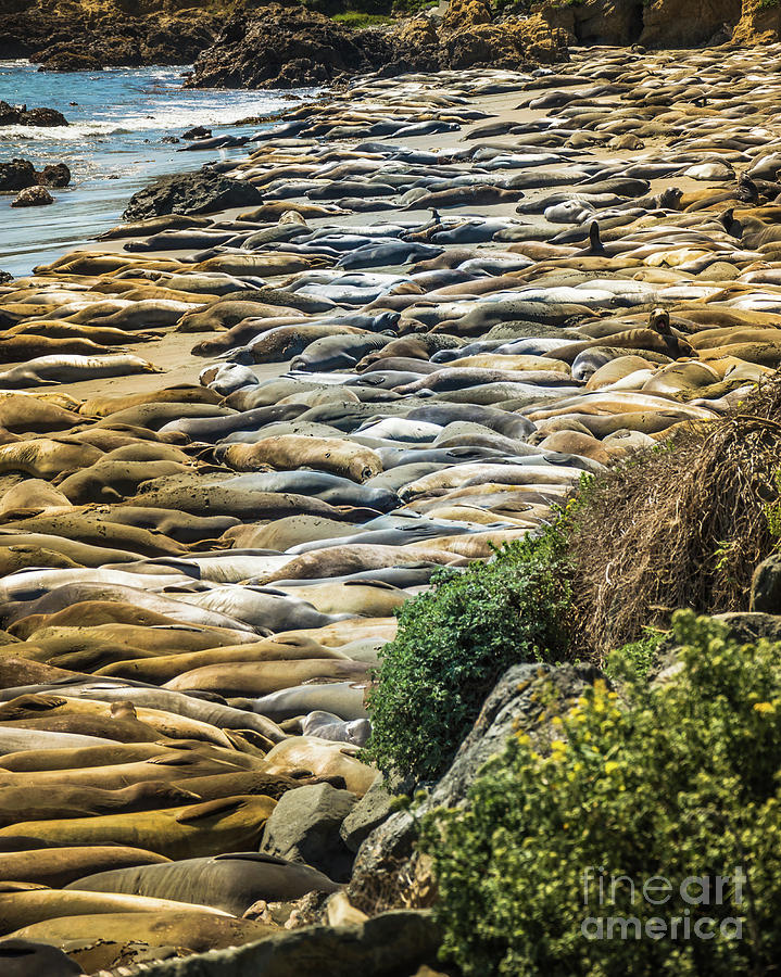 Elephant Seals Pierdras Blancas Photograph by Blake Webster