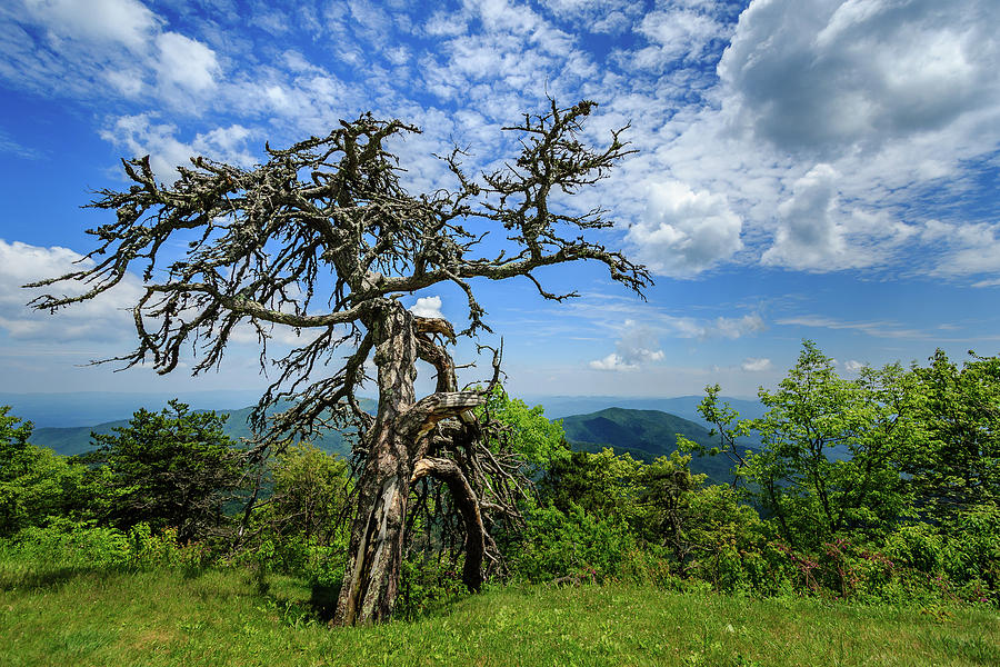 Ent at the Top of the Hill - Color Photograph by Joni Eskridge