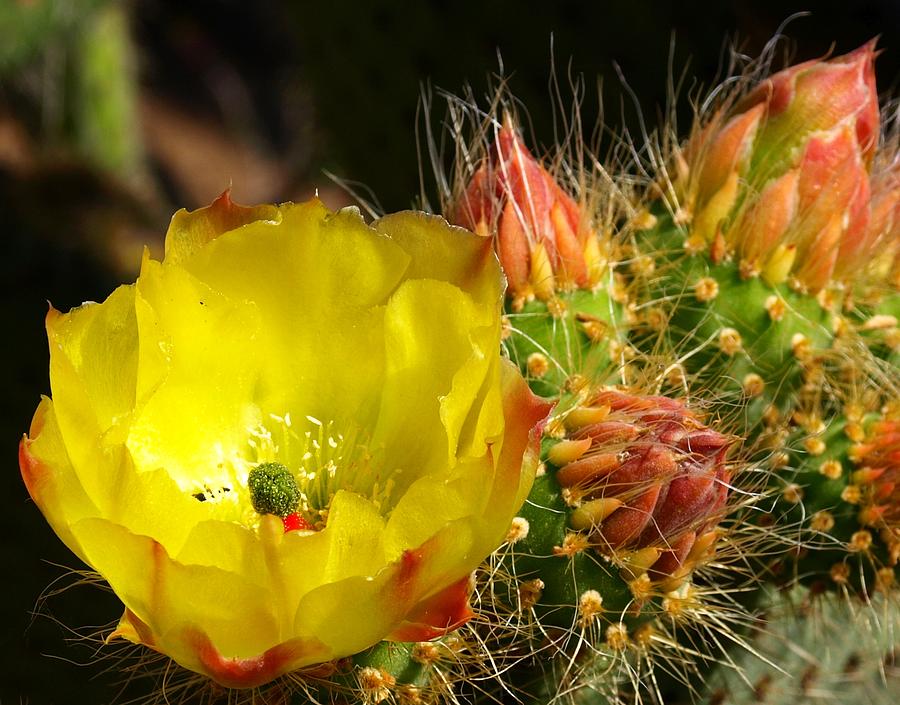 Silks Among Needles Photograph by Steven Robiner