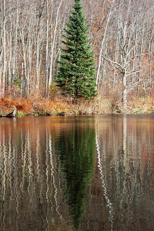 Evergreen - Buck Lake, Vermont Photograph by Darin Volpe