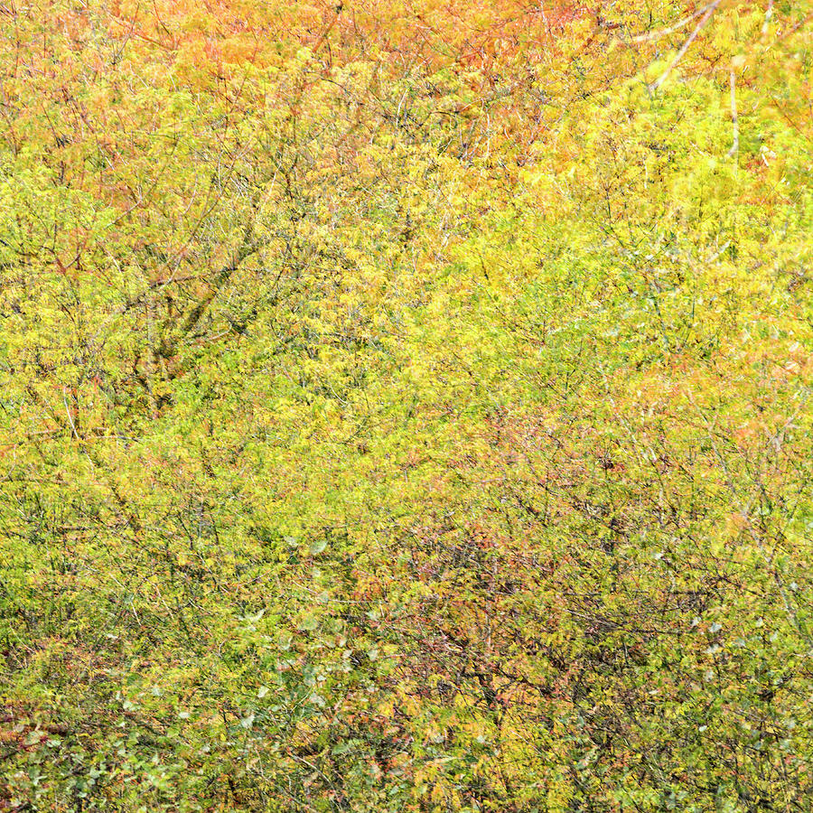 Fall Colors - Abstract Photograph by Shankar Adiseshan