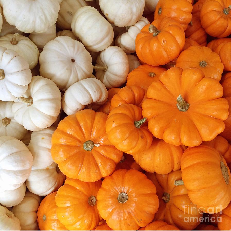Festive Pumpkins Photograph by Onedayoneimage Photography