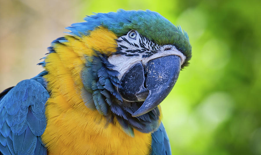 Fine Feathers Photograph by Marshall Hurley