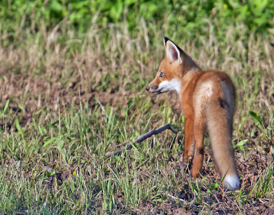 First Outing Photograph by Jim E Johnson