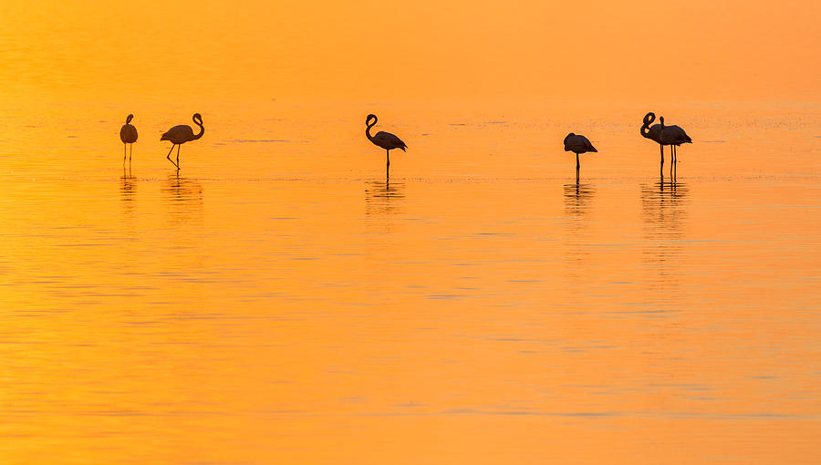 Flamingo Sunset - Silhouette Photograph Photograph by Duane Miller