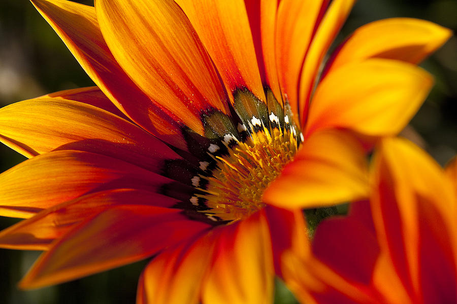 Flower Power Photograph by Kelley King