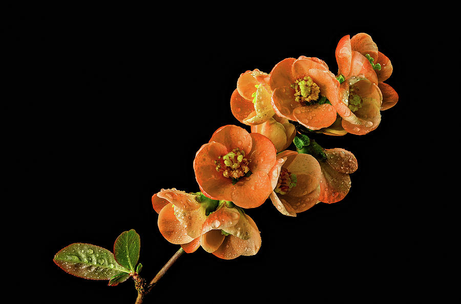 Flowering Quince Orange Photograph by Mary Jo Allen