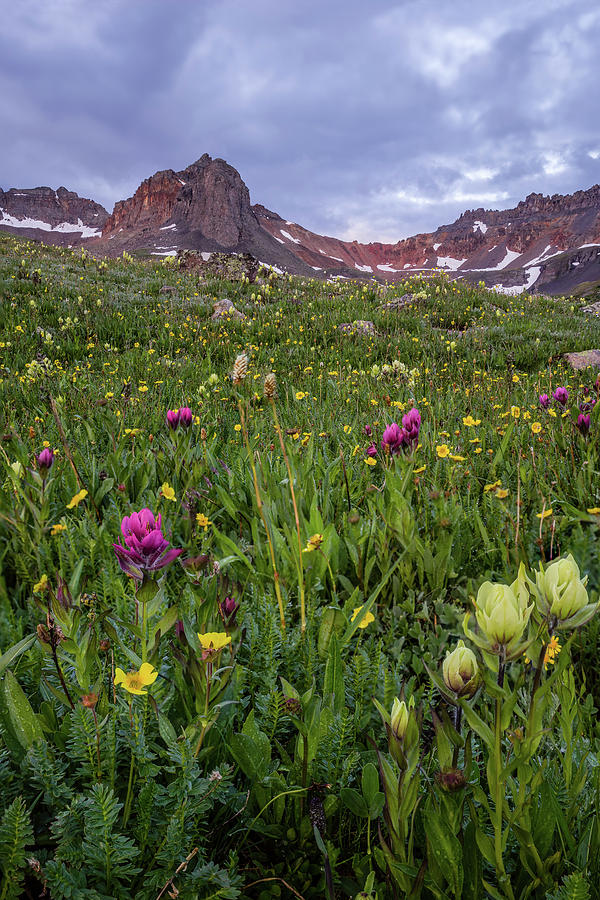 Flowers at Sunrise Photograph by Jeff Stoddart