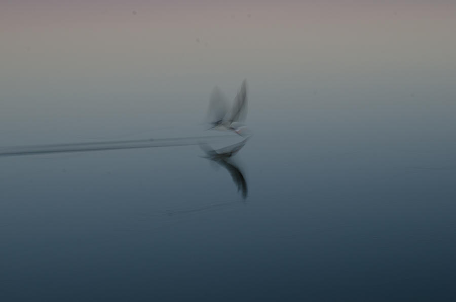 Fly By Ghost Photograph by Matt Halvorson