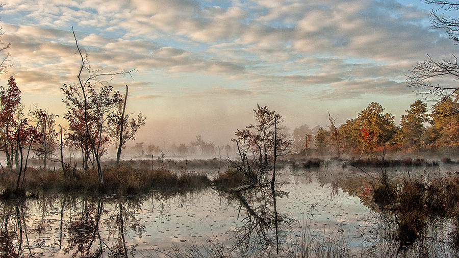 Foggy Morning in the Pines Photograph by Louis Dallara