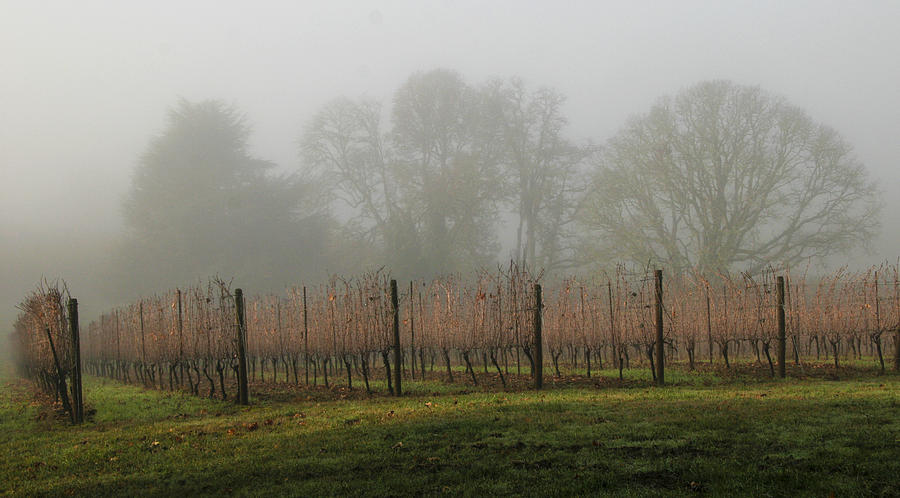 Foggy Vineyard Photograph by Jean Noren
