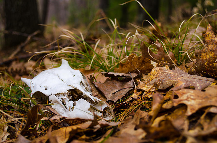 Forgotten Photograph by Steve LItalien