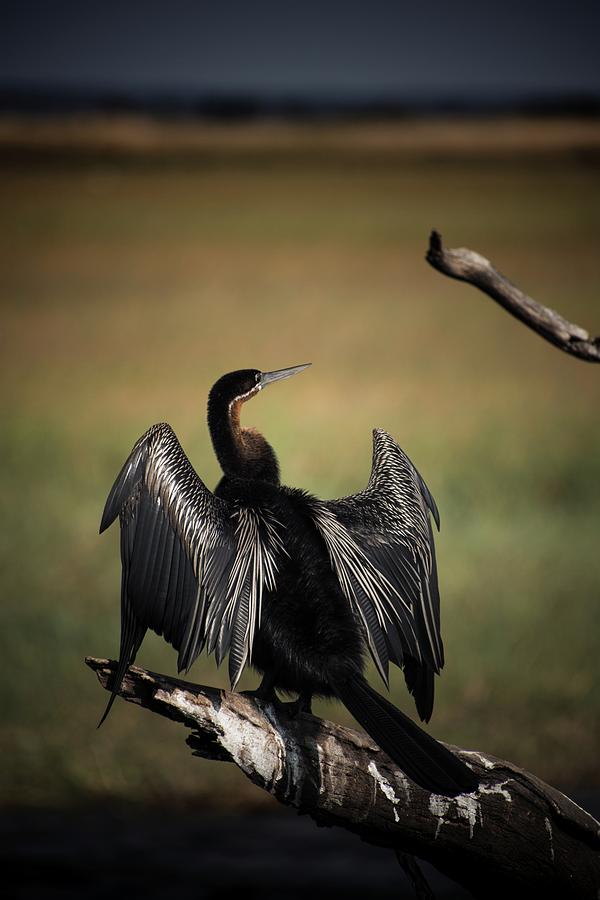 Freedom in nature Photograph by Robert Grac