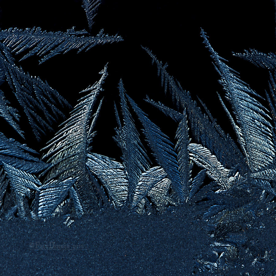 Frost Forest 2015 Photograph by Fred Denner