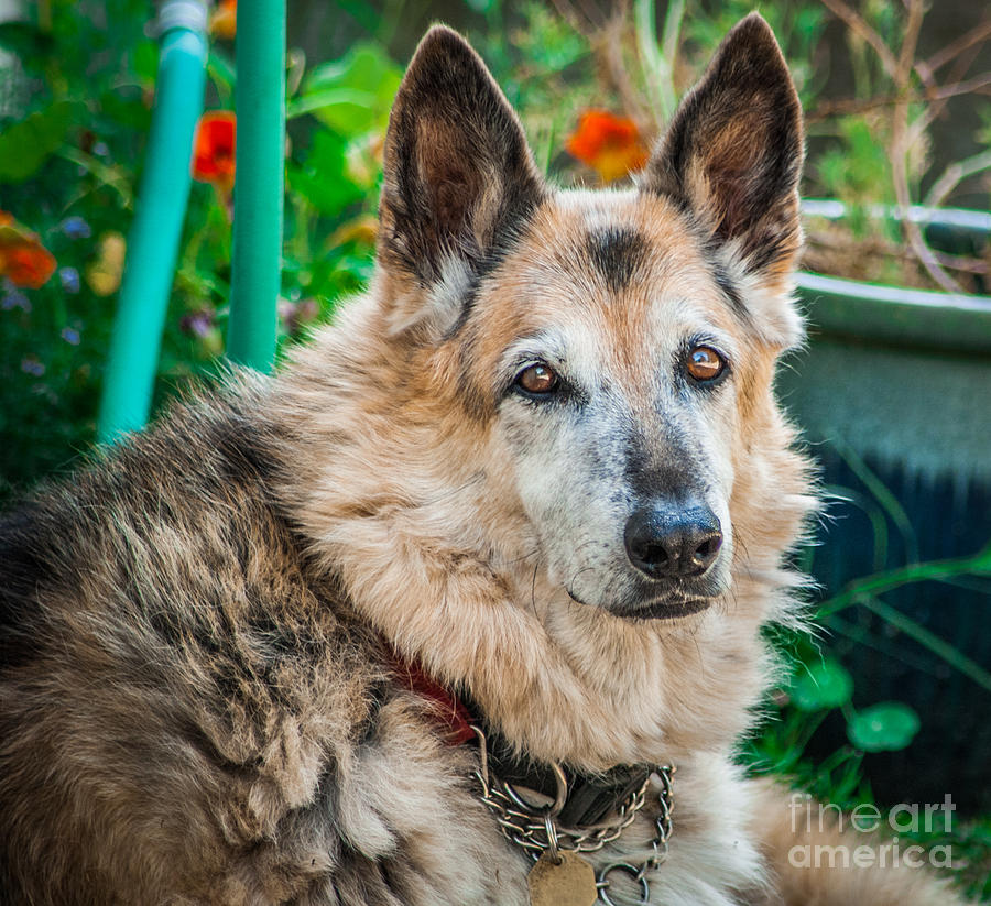 German Shepherd Woody Profile Photograph by Blake Webster