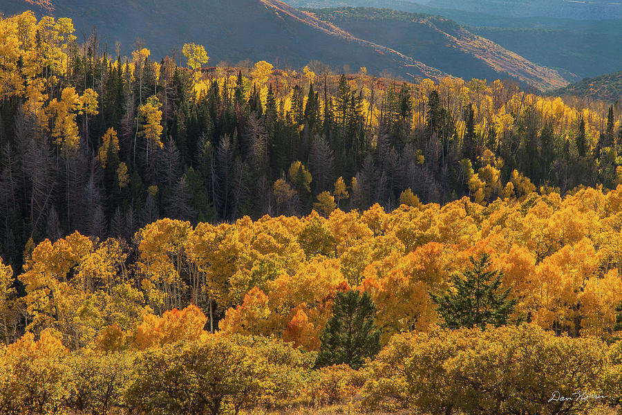 Geyser Pass Road, La Sal Mountains Photograph by Dan Norris