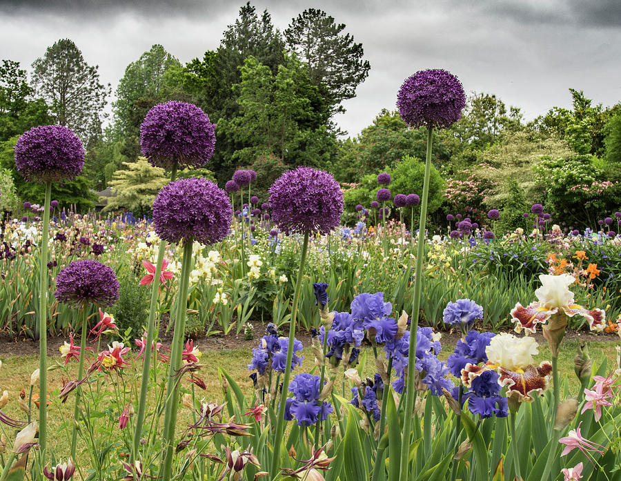Vibrant Flower Garden Under Cloudy Sky Photograph - Giant Allium Guards by Jean Noren