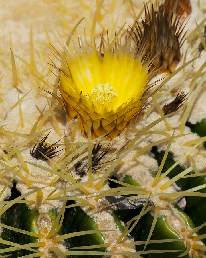 Golden Barrel Blossom Photograph by Kelley King
