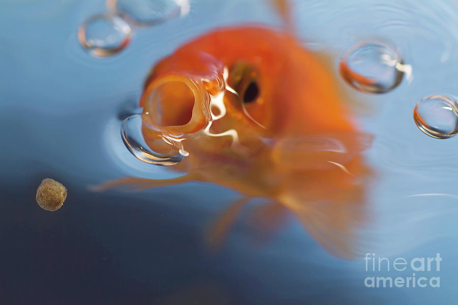Goldfish Reaching for Food Photograph - Goldfish opening mouth to catch food by Sami Sarkis Photography