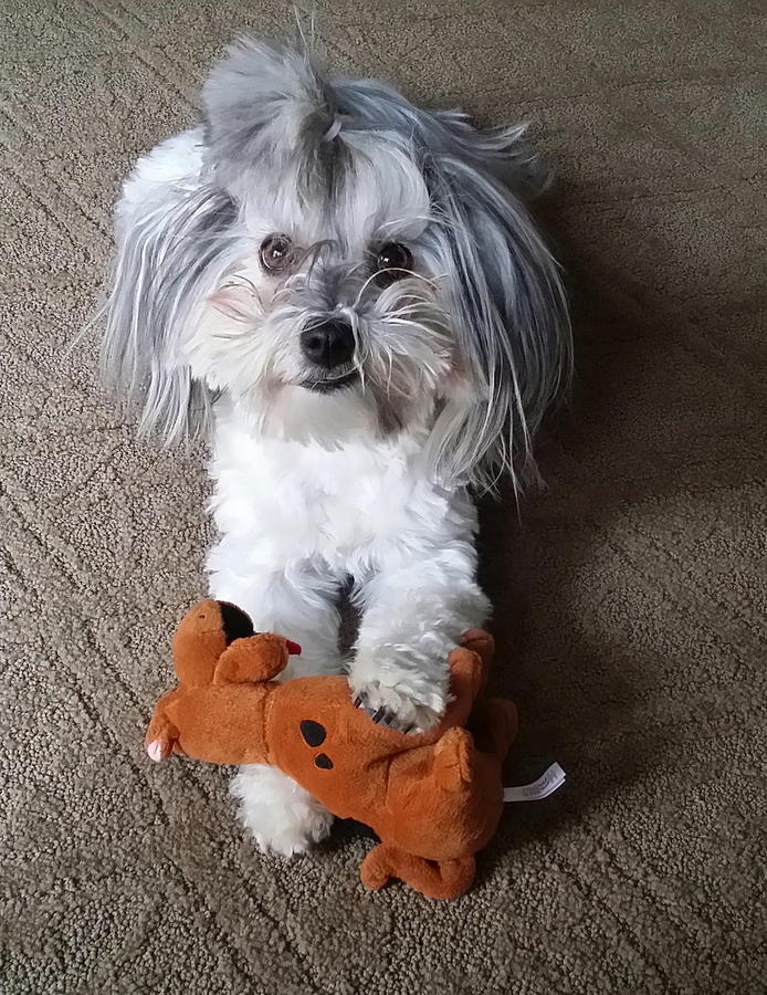 Gracie Photograph by Gina Fitzhugh