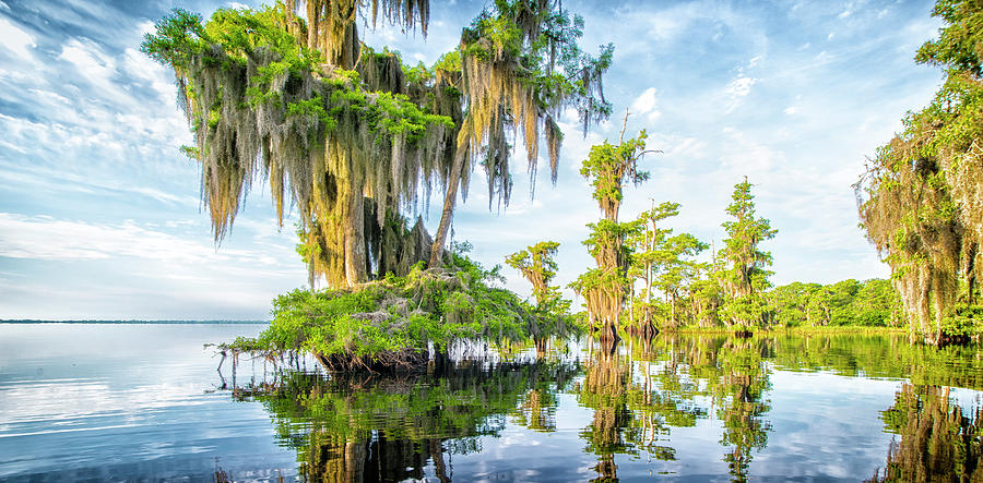Grand Cypress Photograph by Ghostwinds Photography