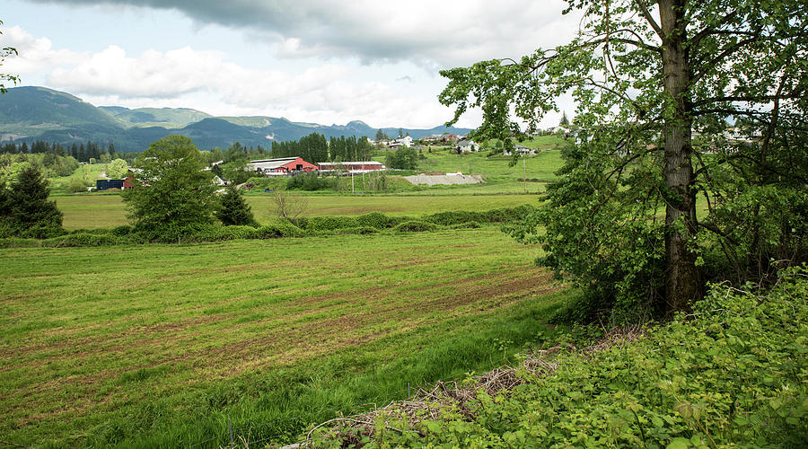 Green Skagit Farm Fields Photograph by Tom Cochran