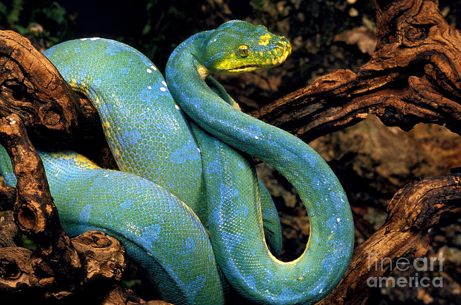 Green Tree Python Morelia Viridis by Gerard Lacz