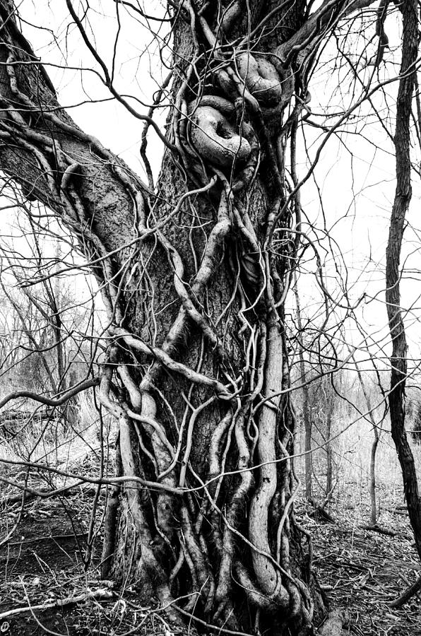 Hard Embrace Photograph by Jeff Phillippi