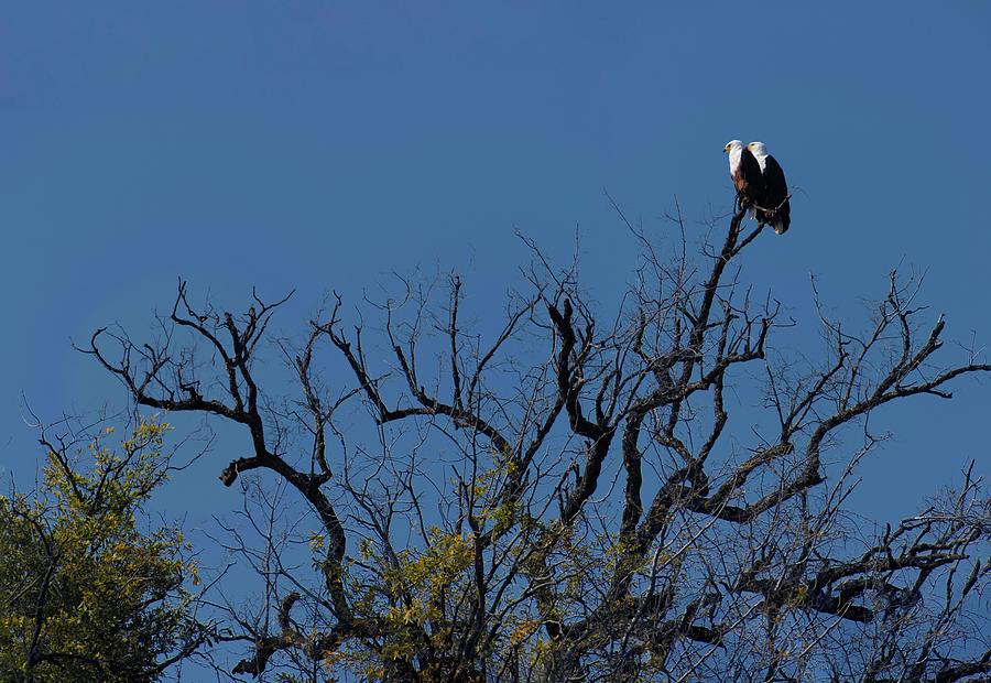 Harmony of Chobe Photograph by Robert Grac